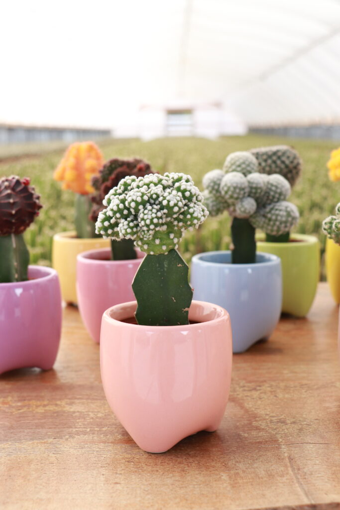 Sorensen Greenhouses - growing cacti and succulents